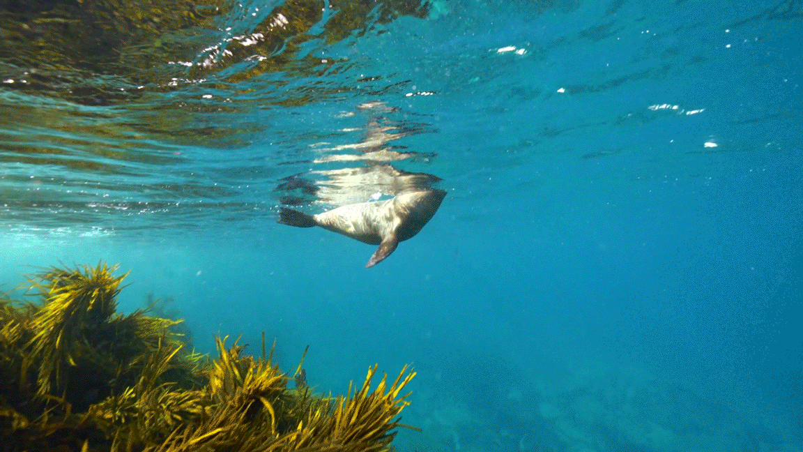 Seal swimming in ocean under water.