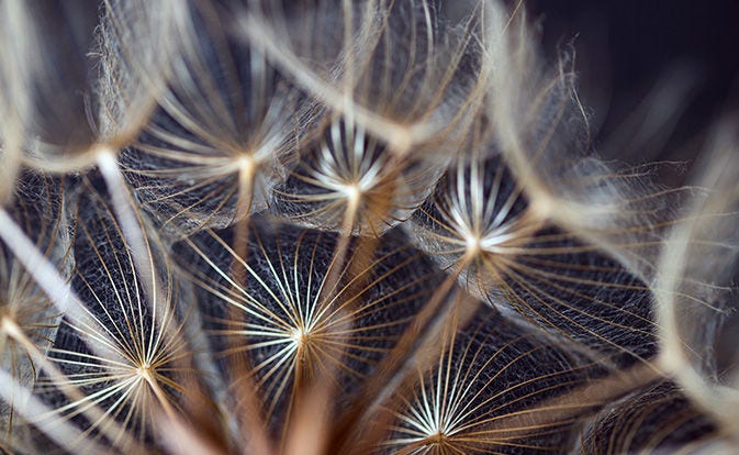 A close-up of a dandelion puff, showcasing delicate white seeds ready to disperse in the wind.