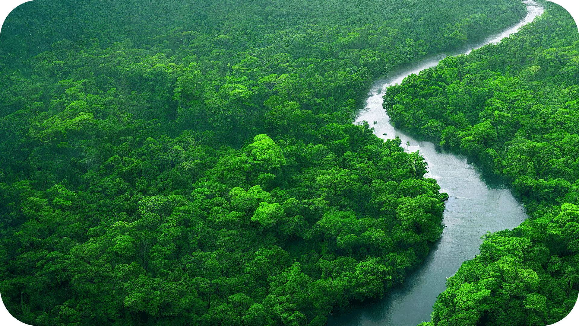 A river winds through a jungle. 