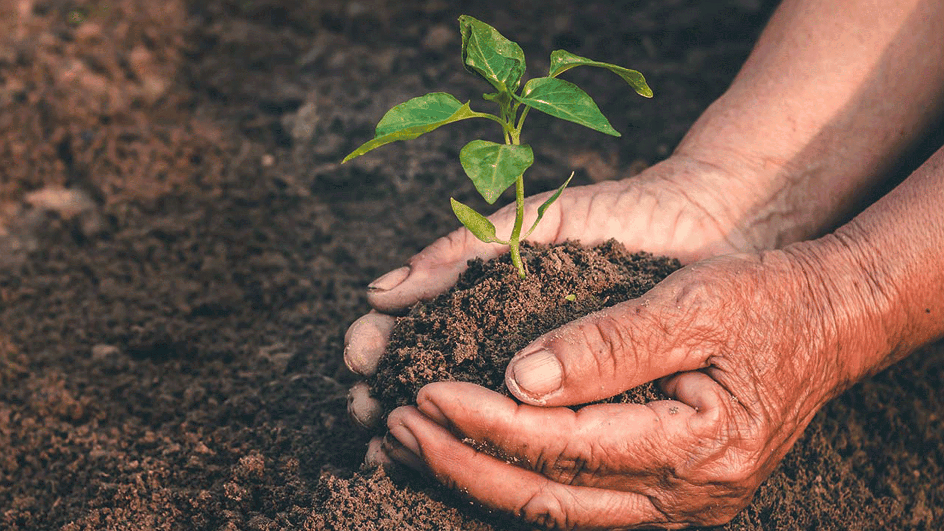Hands placing a small plant in soil. 